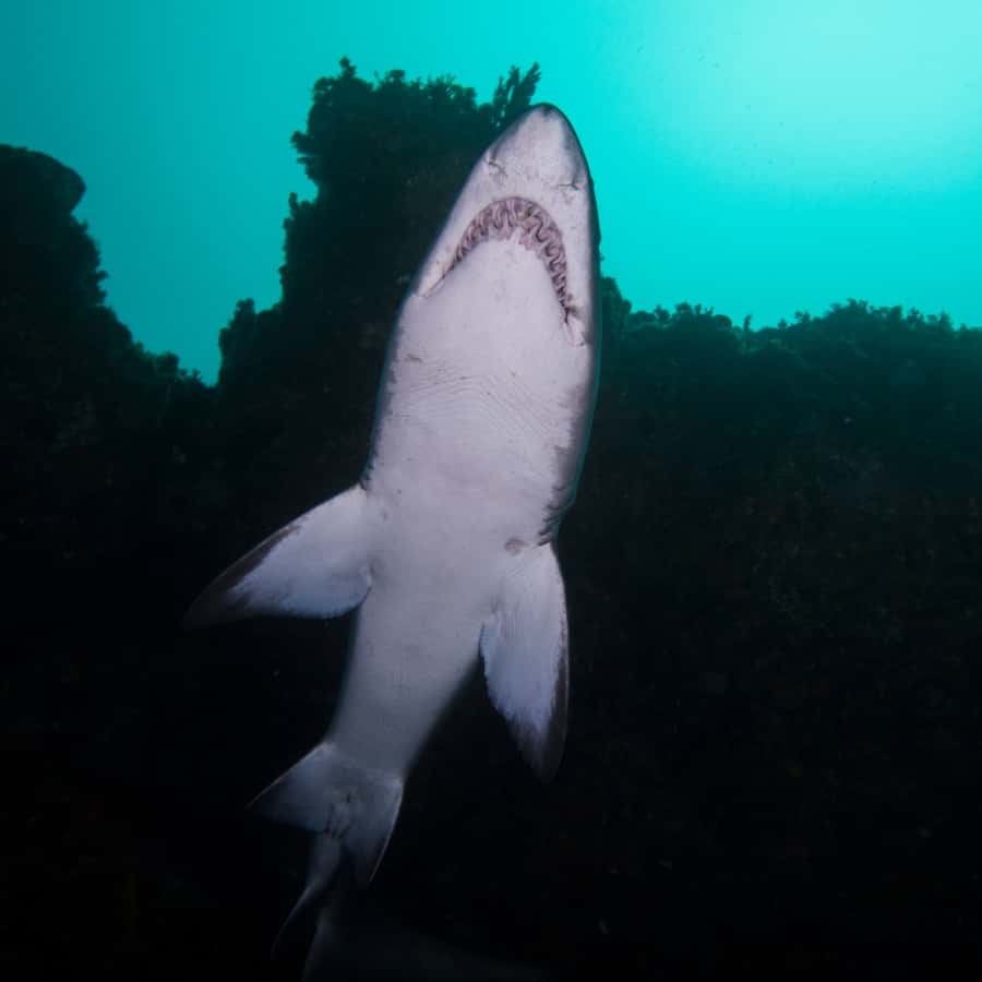Bondi: Shark Dive at Bushrangers Bay for Certified Divers - Second shore entry session: when conditions can change your plan