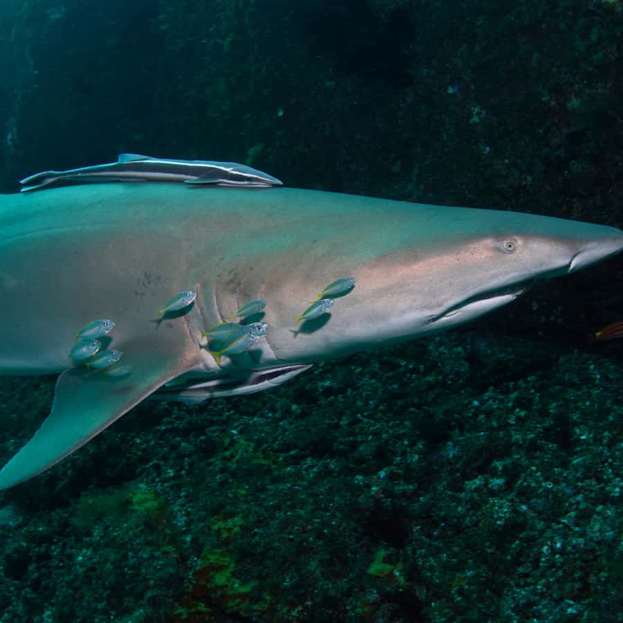 Bondi: Shark Dive at Bushrangers Bay for Certified Divers - Price and value: does $272 actually cover what matters?