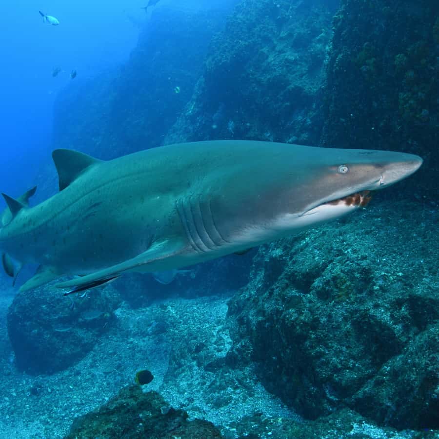 Bondi: Shark Dive at Bushrangers Bay for Certified Divers - Bondi morning meet-up and the 2-hour drive to the South Coast