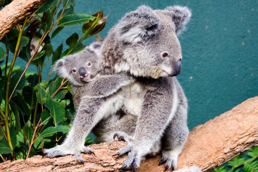 Breakfast with Koalas at WILD LIFE Zoo Darling Harbour - 8:30–9:30AM: Koala Breakfast, Feeding Watches, and Photo Time