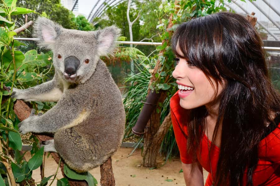 Breakfast with Koalas at WILD LIFE Zoo Darling Harbour - After 9:30AM: Use the Full-Day Zoo Ticket Like a Smart Pro