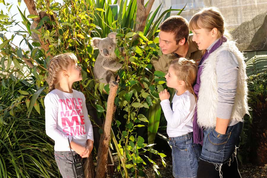 Breakfast with Koalas at WILD LIFE Zoo Darling Harbour - Best-Fit Travelers (and Who Might Want to Rethink It)