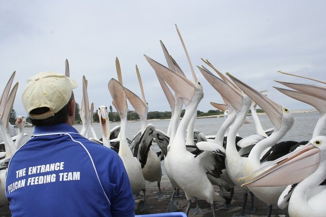 Central Coast Private Tour From Sydney, with Australian Reptile Park Option - The Entrance pelican feeding: easy, iconic, and very Central Coast