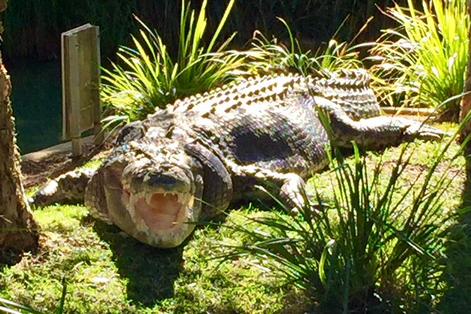 Central Coast Private Tour From Sydney, with Australian Reptile Park Option - Crackneck Lookout coast walk: a whale-spotting chance