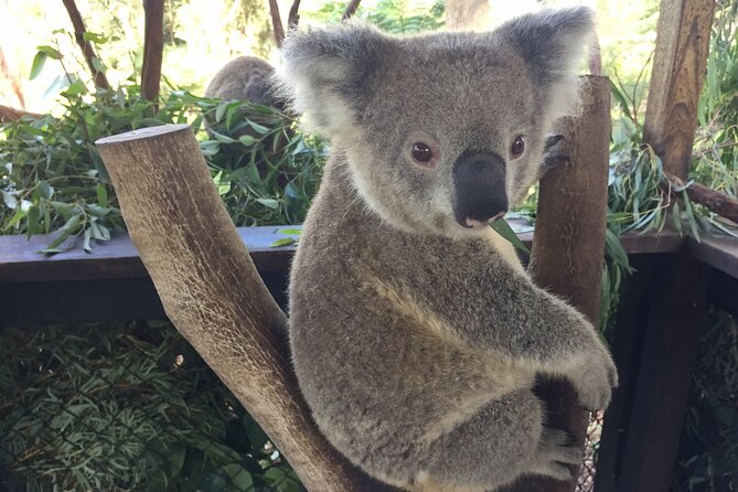Central Coast Private Tour From Sydney, with Australian Reptile Park Option - Somersby Falls: where the day slows down