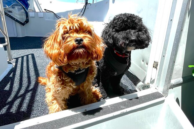 Dogs on Deck Harbour Cruise - Key things that make Dogs on Deck different
