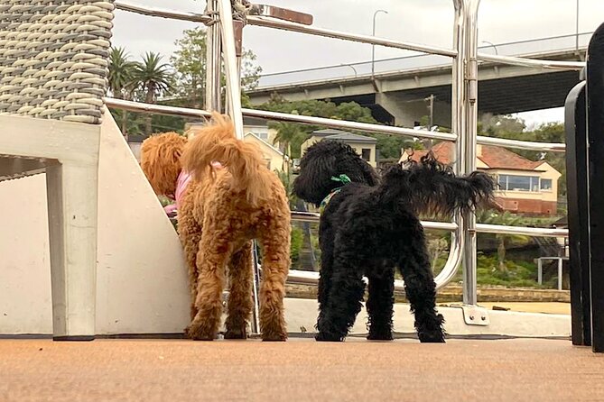 Dogs on Deck Harbour Cruise - The dog rules that keep the cruise pleasant