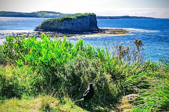 Erupting Blowholes and Ancient Rainforests SOUTH COAST OF SYDNEY PRIVATE TOUR - Why the South Coast feels like a different planet