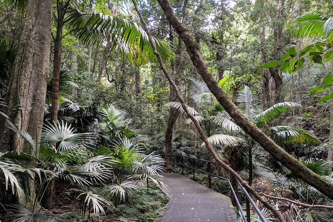 Erupting Blowholes and Ancient Rainforests SOUTH COAST OF SYDNEY PRIVATE TOUR - Minnamurra Rainforest Centre: lyrebirds, elkhorns, and that quiet feeling