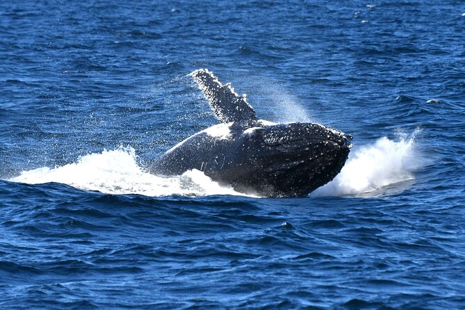 Escape Sydney: Sea Cliff Bridge, Wildlife, Kiama Coast Private - Kiama Blowhole: dramatic views and why it’s worth the hype