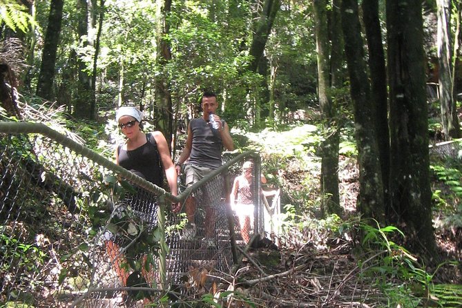 Exclusive Blue Mountains Wildlife and Bushwalk Tour From Sydney - How the Guide Changes the Day (Even When Weather Changes Everything)
