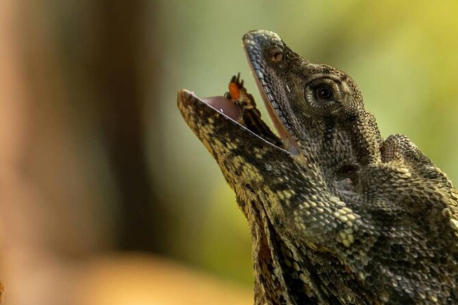 Featherdale Wildlife Park with Exclusive Private Transfers - Featherdale in 4 hours: time-saving transport plus real animal time