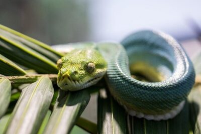 Featherdale Wildlife Park with Exclusive Private Transfers - The quick city stops: Olympic Park and Sydney Harbour