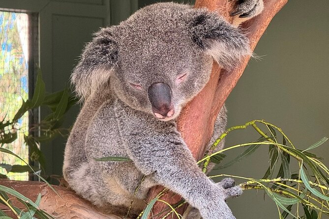 Featherdale Wildlife Park with Exclusive Private Transfers - Why the guide order can change your whole experience