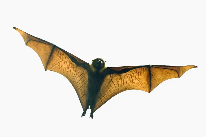 Flying Fox Experience, Thousands of Australia's Largest Bat - Key Things I’d Plan For