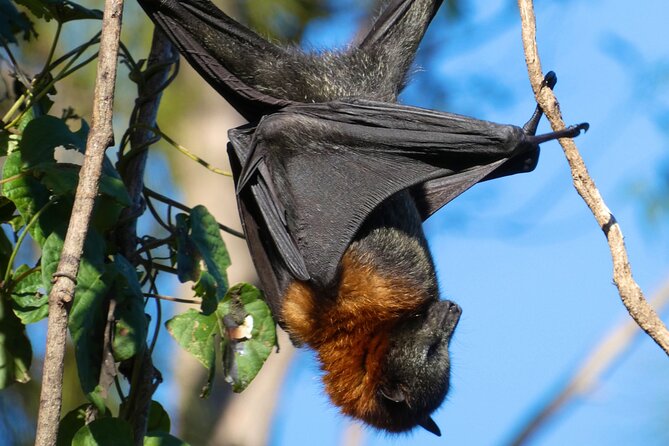 Flying Fox Experience, Thousands of Australia's Largest Bat - Getting Oriented: From Circular Quay to the Bat Reserve