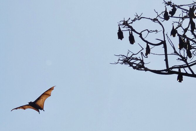 Flying Fox Experience, Thousands of Australia's Largest Bat - Photo Setup That Actually Helps: Binoculars and High-Zoom Cameras