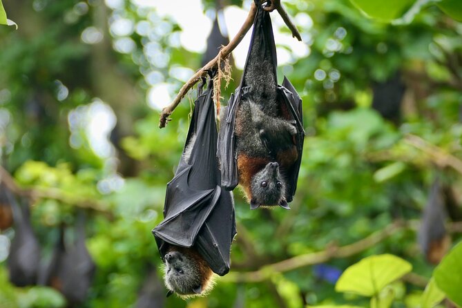 Flying Fox Experience, Thousands of Australia's Largest Bat - Who This Is Perfect For (and Who Should Rethink It)