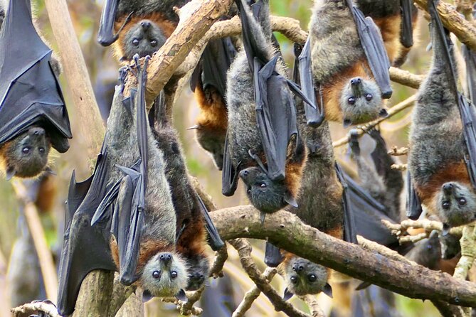 Flying Fox Experience, Thousands of Australia's Largest Bat - Price and Value: Is $57.38 a Fair Deal?