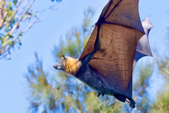 Flying Fox Experience, Thousands of Australia's Largest Bat - The Main Event: Watching Flying Foxes at Eye Level