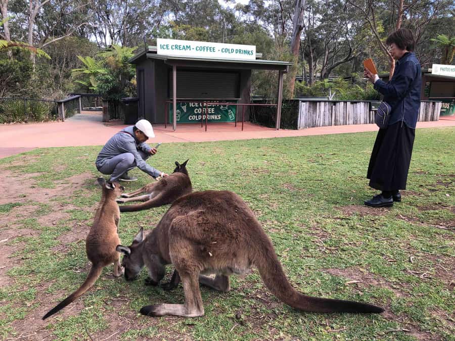 From Haymarket: Hunter Valley Wine and Wildlife Day Trip - Key Points to Know Before You Go