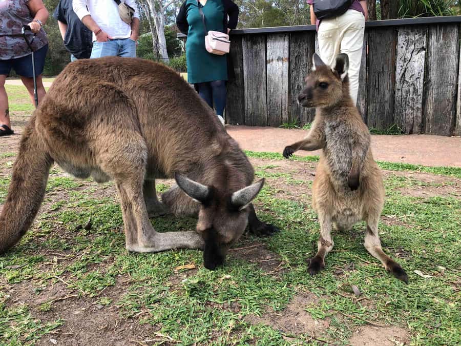 From Haymarket: Hunter Valley Wine and Wildlife Day Trip - Chocolate and Cheese Tasting: The Morning Reset
