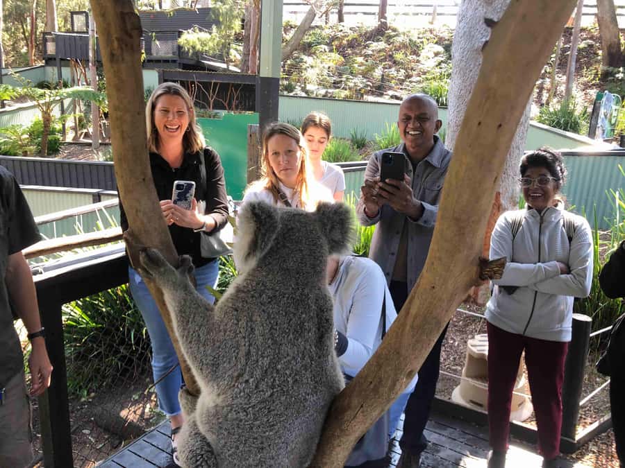 From Haymarket: Hunter Valley Wine and Wildlife Day Trip - Timing, Vineyard Views, and the Reality of a 1-Day Trip