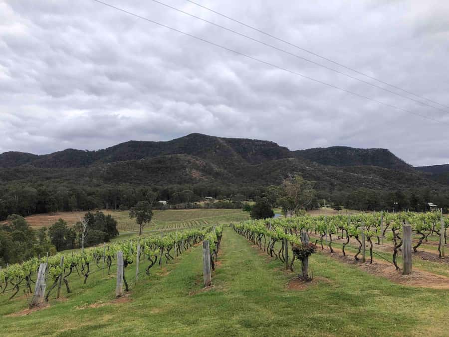 From Haymarket: Hunter Valley Wine and Wildlife Day Trip - Who Should Book This Trip (and Who Might Skip It)