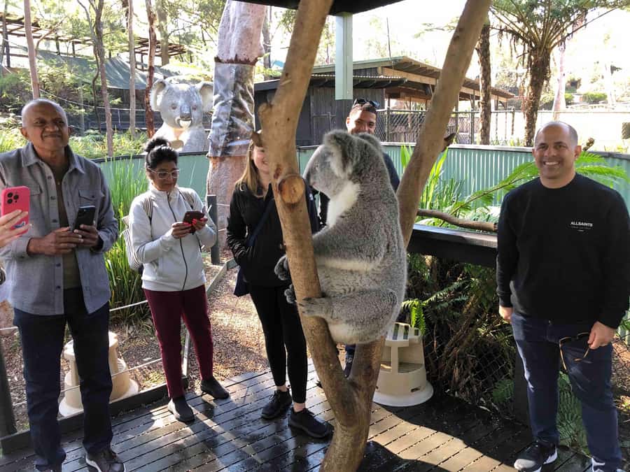 From Haymarket: Hunter Valley Wine and Wildlife Day Trip - Australian Wildlife Sanctuary: Koalas Up Close and Kangaroos at Feeding Time