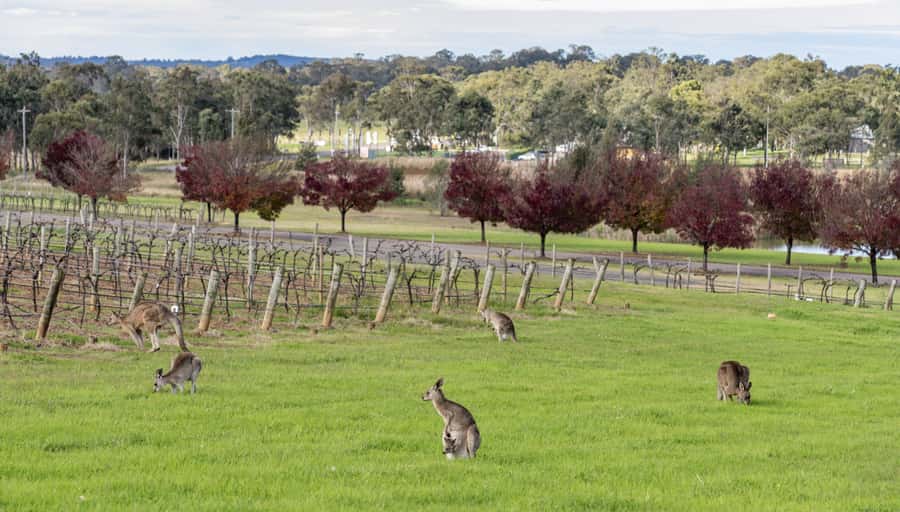 From Sydney: All Inclusive Boutique Hunter Valley Wine Tour - Up to 20 wines: how the tasting flow stays fun (not frantic)