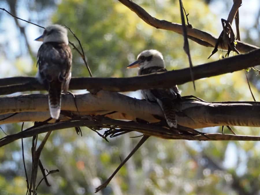 From Sydney: Australian Wildlife Safari with Lunch & Dinner - Key takeaways before you go