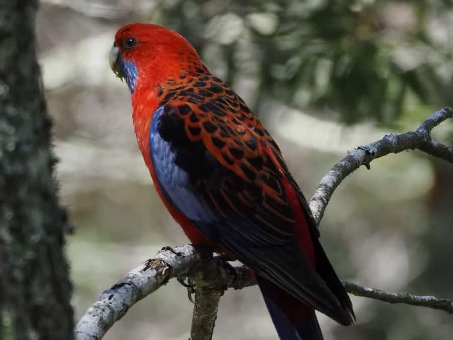 From Sydney: Australian Wildlife Safari with Lunch & Dinner - From Circular Quay to the Southern Highlands wildlife zone