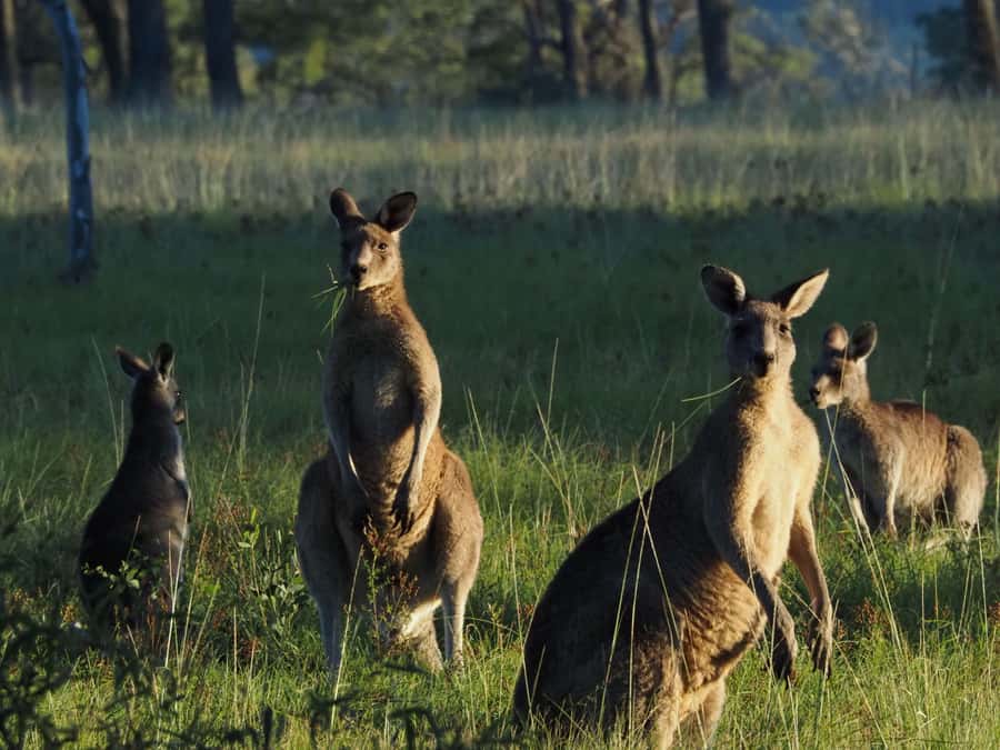 From Sydney: Australian Wildlife Safari with Lunch & Dinner - The platypus question: why late afternoon and still water matter