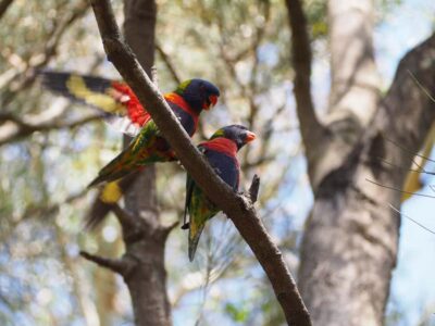 From Sydney: Australian Wildlife Safari with Lunch & Dinner - Daylight wildlife: birds, emus, kangaroos, and how tracking changes what you see