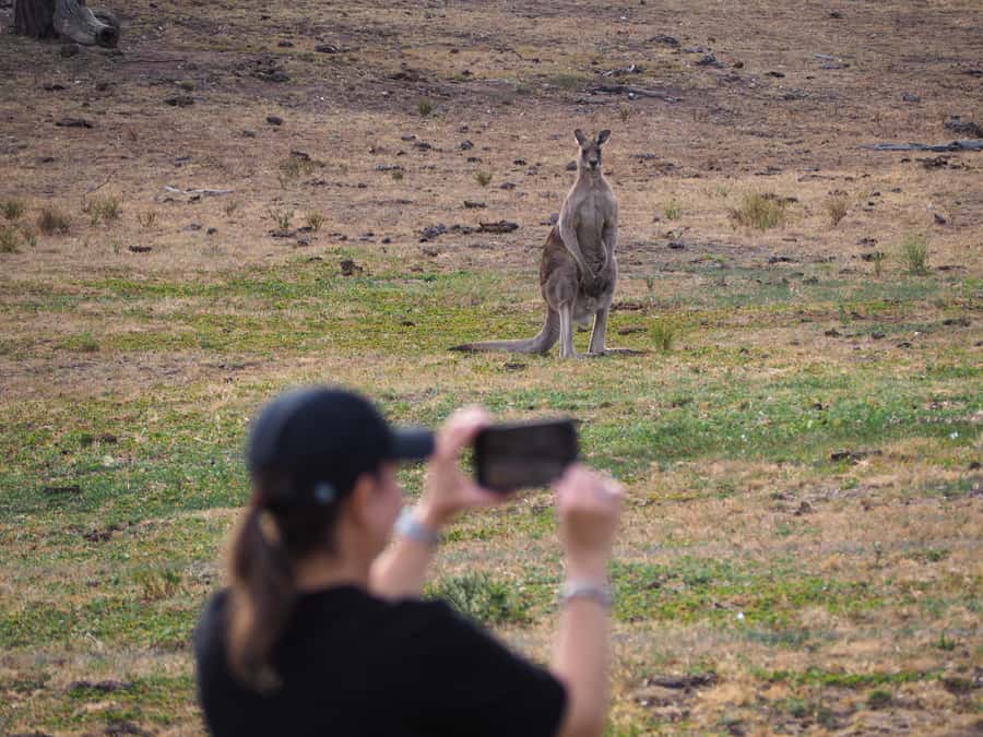 From Sydney: Australian Wildlife Safari with Lunch & Dinner - Fitness, weather, and the practical reality of walking in the bush