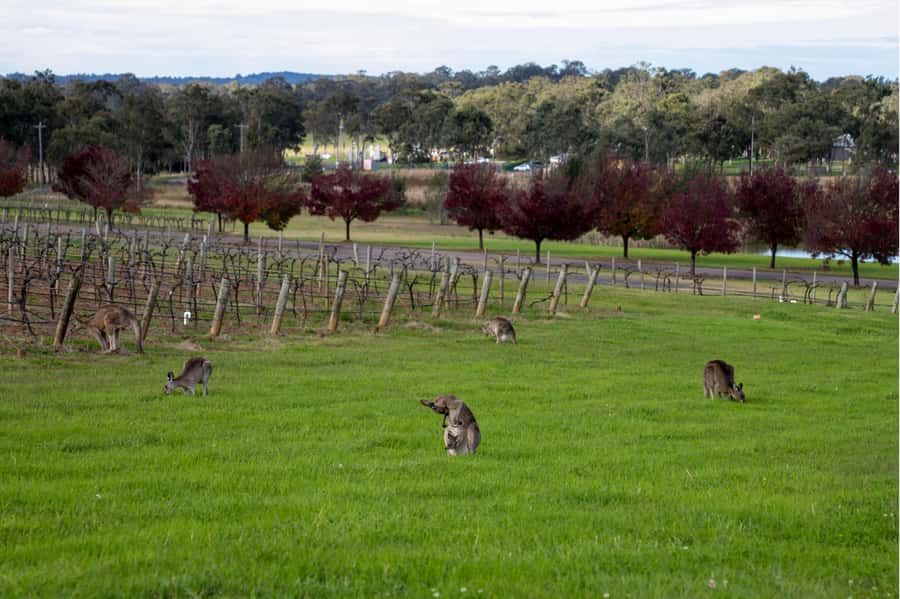 From Sydney: Award-Winning Hunter Valley Wine & Cheese Tour - The 10-hour ride from Sydney: pickups, timing, and comfort realities