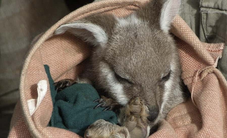 From Sydney: Blue Mountains Bushwalks & Featherdale Tour - How the 11-hour Blue Mountains day really works