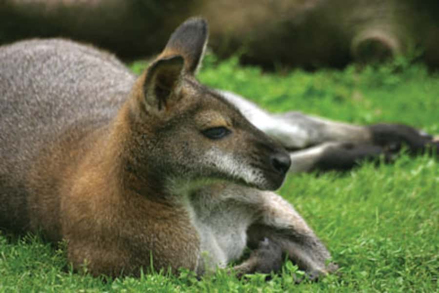 From Sydney: Blue Mountains Bushwalks & Featherdale Tour - What to pack and what weather can change