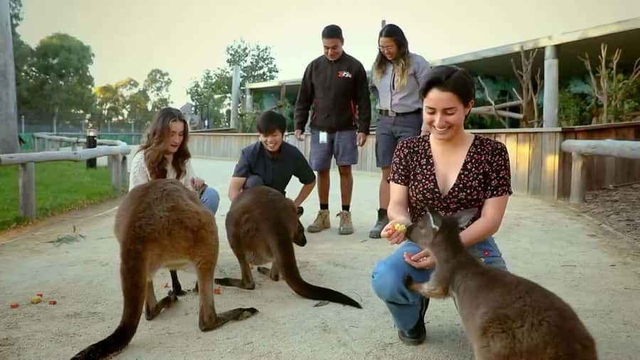 From Sydney: Blue Mountains Day Tour & Hop-on, Hop-off Tour - Weather reality check (and how to stay comfortable)