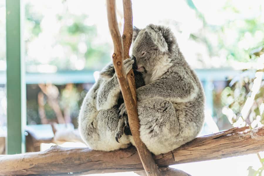 From Sydney: Blue Mountains Full-Day Trip - Blue Mountains Full-Day Trip From Sydney: The Big-Picture Value