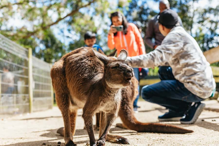 From Sydney: Blue Mountains Full-Day Trip - Ferry Cruise to Circular Quay: A Softer Landing Back in Sydney