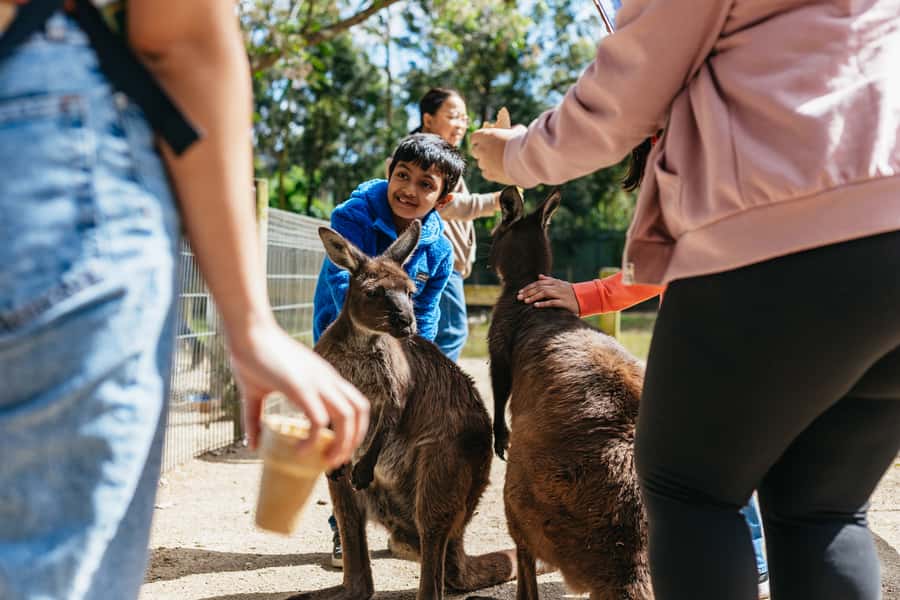From Sydney: Blue Mountains Full-Day Trip - Price and Timing: How $148 Adds Up (and Where It Can Feel Tight)