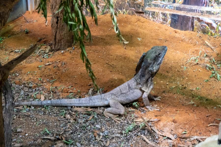 From Sydney: Blue Mountains, Scenic Railway, & Sydney Zoo - Ending Near Sydney Harbour Access: Ferry Option and a Simple Plan