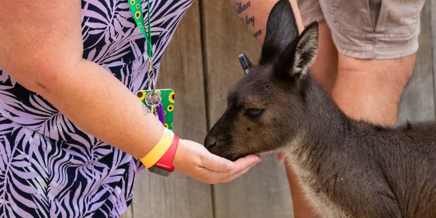 From Sydney: Blue Mountains, Scenic Railway, & Sydney Zoo - Scenic World at Katoomba: The Steep Railway and Two Big Aerial Views