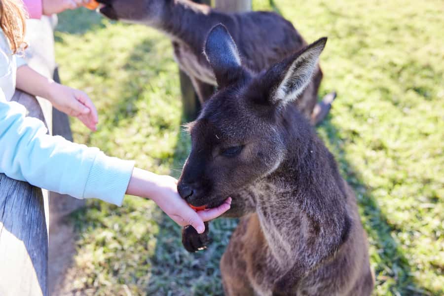 From Sydney: Blue Mountains, Scenic World, Zoo, & Ferry Ride - Sydney Zoo in one hour: koalas, wombats, kangaroos, and an extra-interesting enclosure