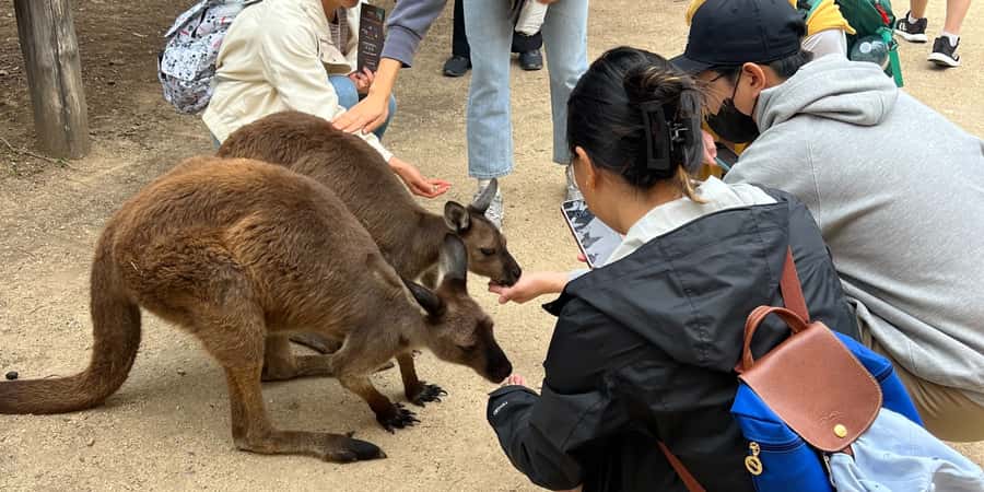 From Sydney: Blue Mountains, Sydney Zoo & Walking Tour - Why this 11-hour Blue Mountains day works from central Sydney