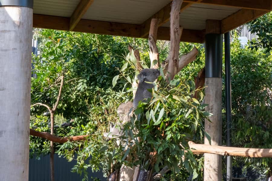 From Sydney: Blue Mountains, Sydney Zoo & Walking Tour - Price and value: what’s in your $77 and what costs extra