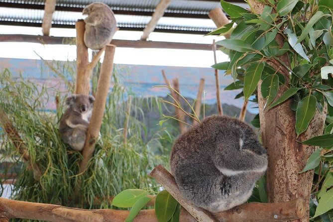 From Sydney: Blue Mountains with Zoo, Koala Photo & Scenic World - Leura Village lunch stop: where you’ll actually spend your downtime