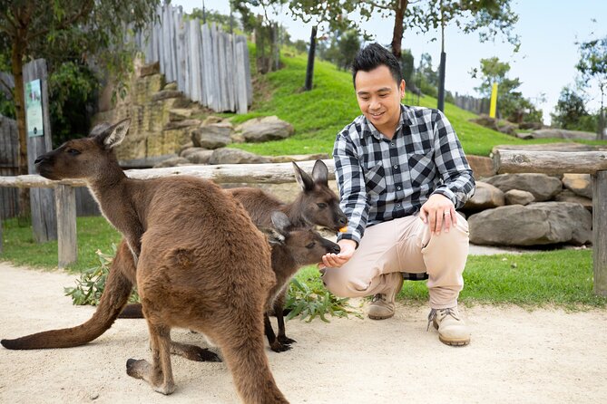 From Sydney: Blue Mountains with Zoo, Koala Photo & Scenic World - Gordon Falls Lookout: rainforest views and that fresh-mountain feeling