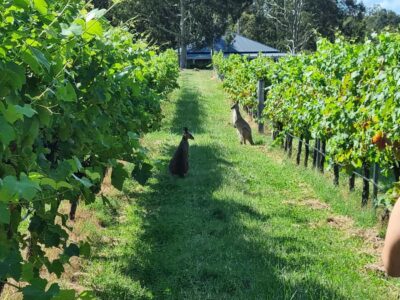 From Sydney: Hunter Valley Beer & Wine Group Tour - Meeting point, group size, and how the day actually flows